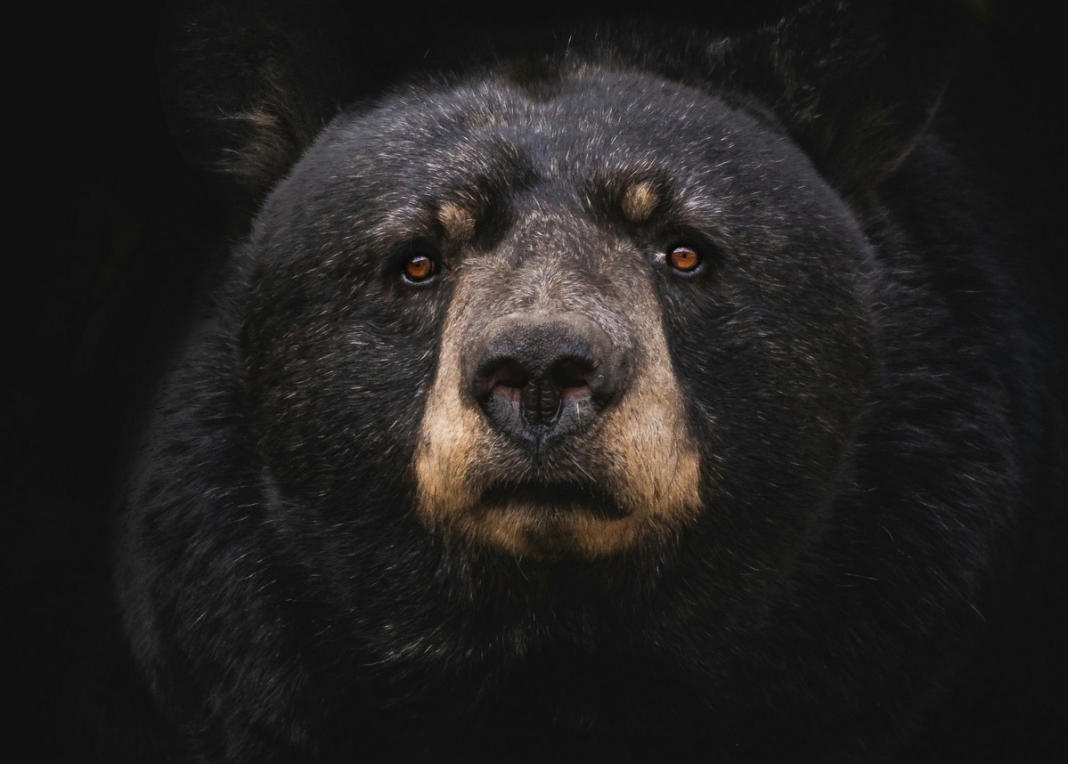 Black bear by Marc Olivier Jodoin Even in suburban areas, residents should bring food indoors in spring and summer.