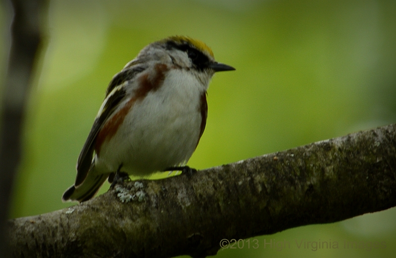 Chestnut-sided Warbler by Randy Bodkins