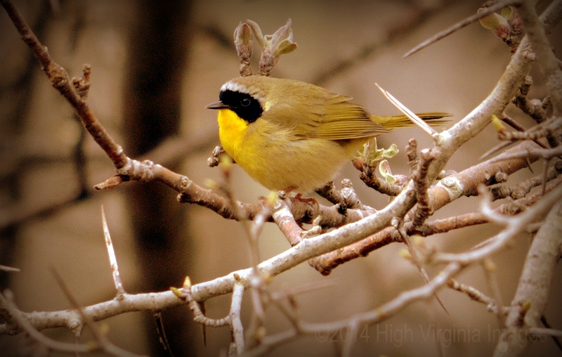 Common Yellowthroat