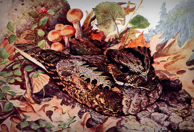 Whippoorwill Illustration of Whip-poor-will