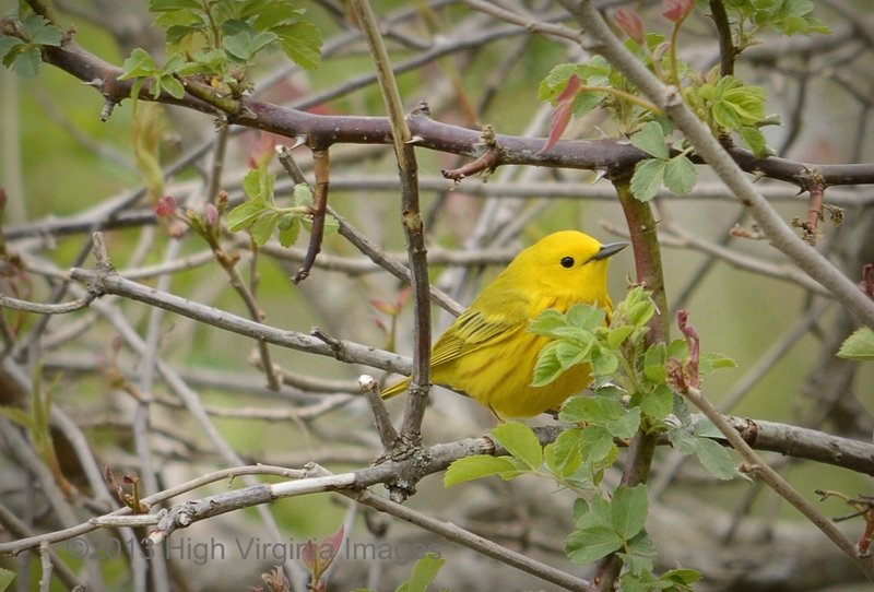 Yellow Warbler Yellow Warbler by Randy Bodkins