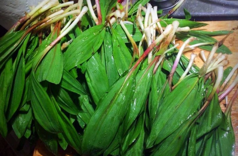 West Virginia Ramps Daniel Coe A mess of ramps has been gathered for cooking in the photo by Daniel Coe.