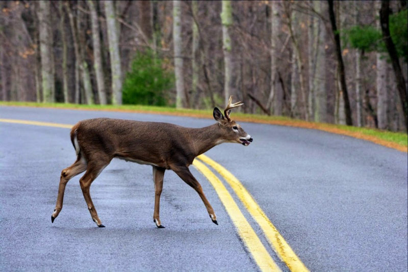 Deer crossing rural road Deer crossing rural road in West Virginia