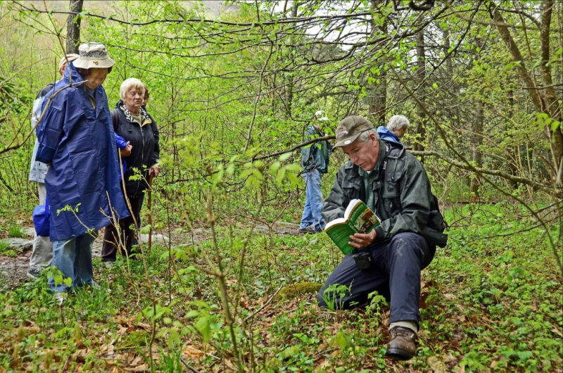 Hundreds attend May wildflower weekend at Blackwater Falls West