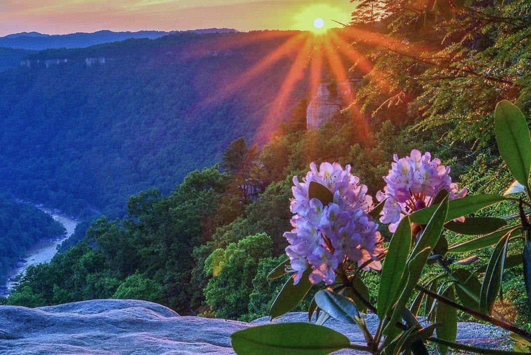 Rhododendron Maximum Detail Pale pink flowers of Great Rhododendron blossom along the rim of the New River Gorge. (Photo by Rick Burgess)