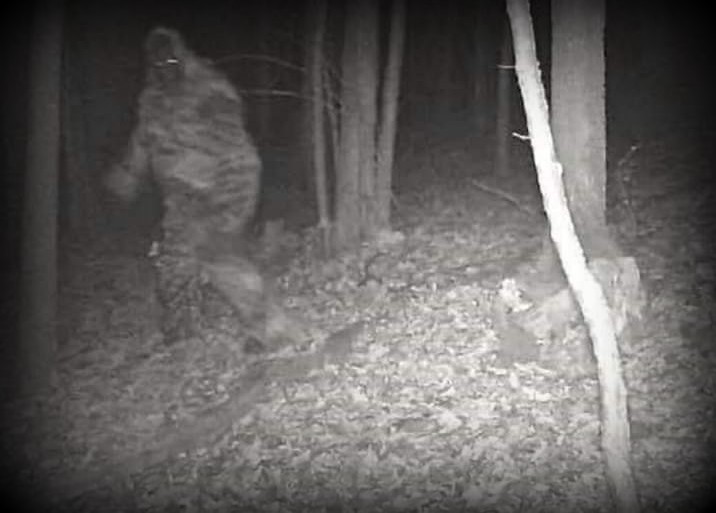 Bigfoot in West Virginia Bigfoot allegedly caught on hunter's cam in Fayette County, West Virginia. The source has since been determined to be from Jeffrey Stoffel and Jenna Oleson.