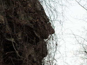 McKinley Rock was blasted into a cliff near Thurmond, West Virginia, in 1901.