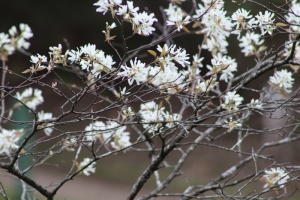 Snow-white petals of Amalenchier flowers.