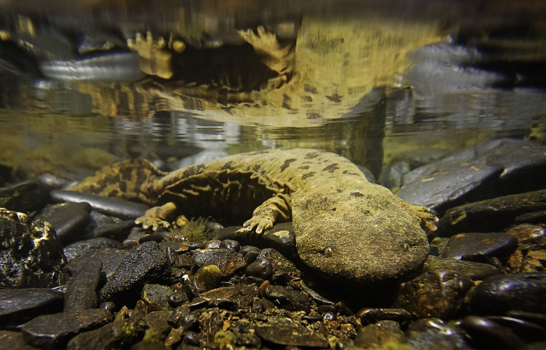 Hellbender salamander in West Virginia Hellbender Salamander In West Virginia