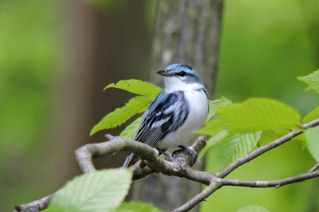 Cerulean Warbler A cerulean warbler is a denizen of West Virginia's oldest forests and a favorite species for birdwatchers.