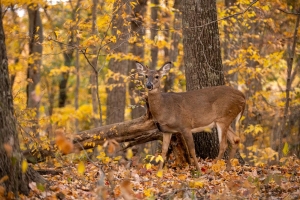Deer hunt lottery in West Virginia for antlerless deer