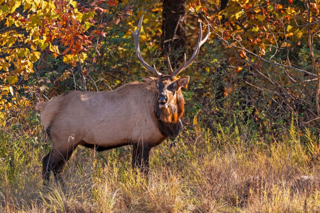 Elk in West Virginia (2) Guided tours offer unique opportunities to learn about West Virginia’s growing elk herd.