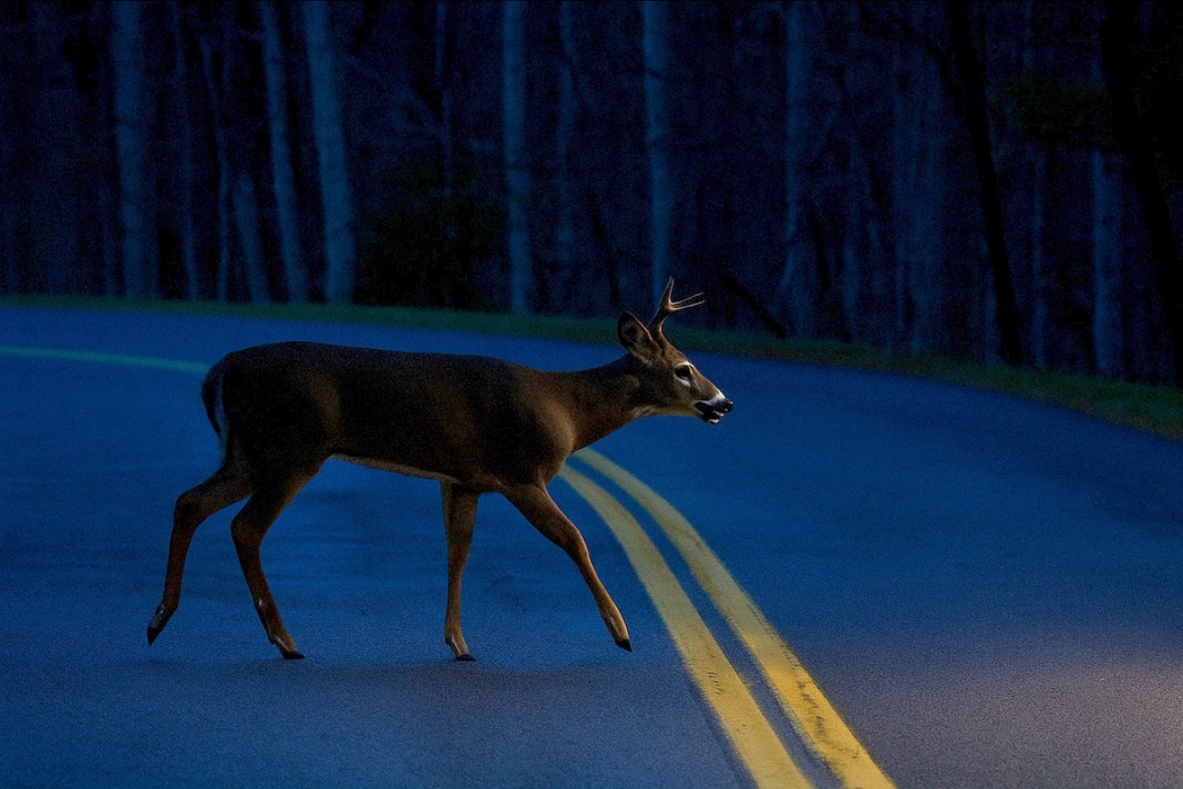 NIghttime deer surveys in West Virginia NIghttime deer surveys in West Virginia