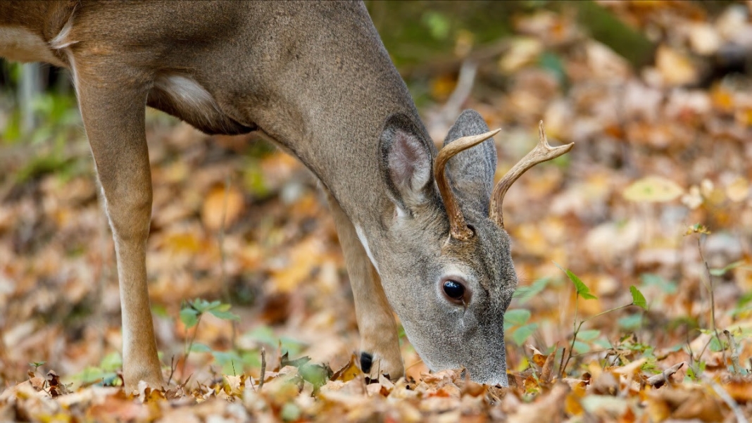 Mast in West Virginia A deer nuzzles the forest floor in West Virginia in search of mast.
